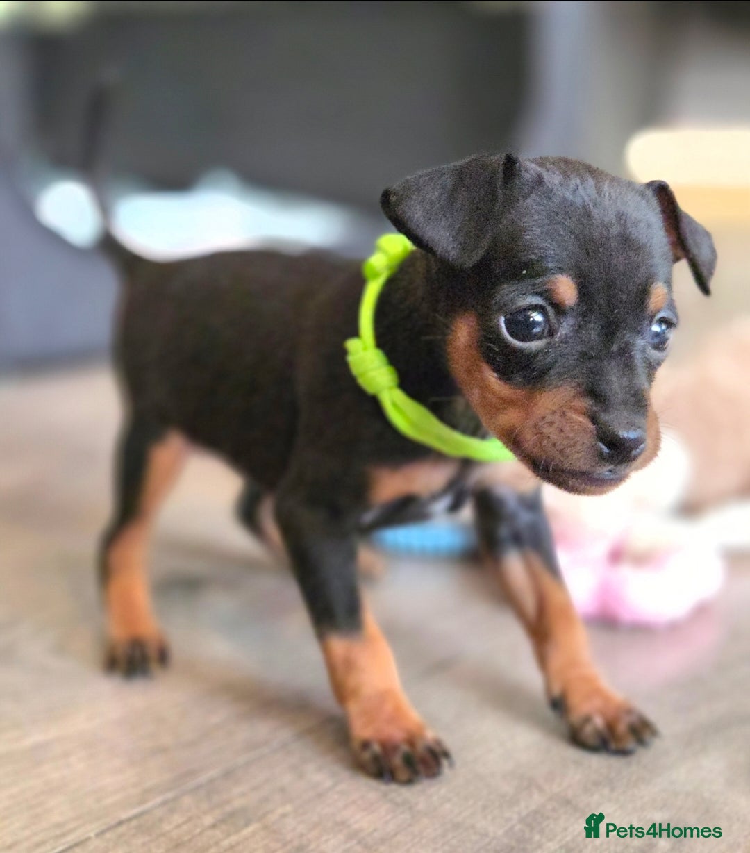 Miniature Pinscher dogs for sale: KC Registered 6 Pure Miniature Pinscher litter - Advert 19