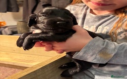 Cocker Spaniel dogs for sale: Gorgeous Cocker spaniel puppies for sale  - Image 6
