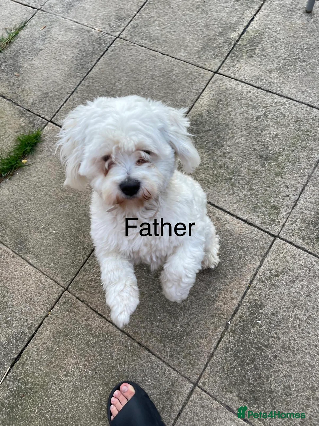 Bichon Frise dogs for sale: Bichon in Ilford - Advert 2