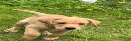 Labrador Retriever dogs for sale: 3-Month-Old Labrador Retriever Puppy for Sale - Advert 3