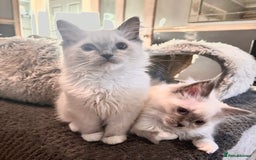 Ragdoll cats for sale: traditional Mitted ragdoll’s - Advert 2