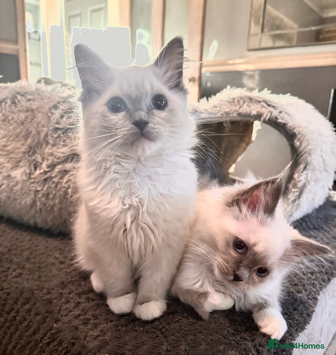 Ragdoll cats for sale: traditional Mitted ragdoll’s - Advert 2