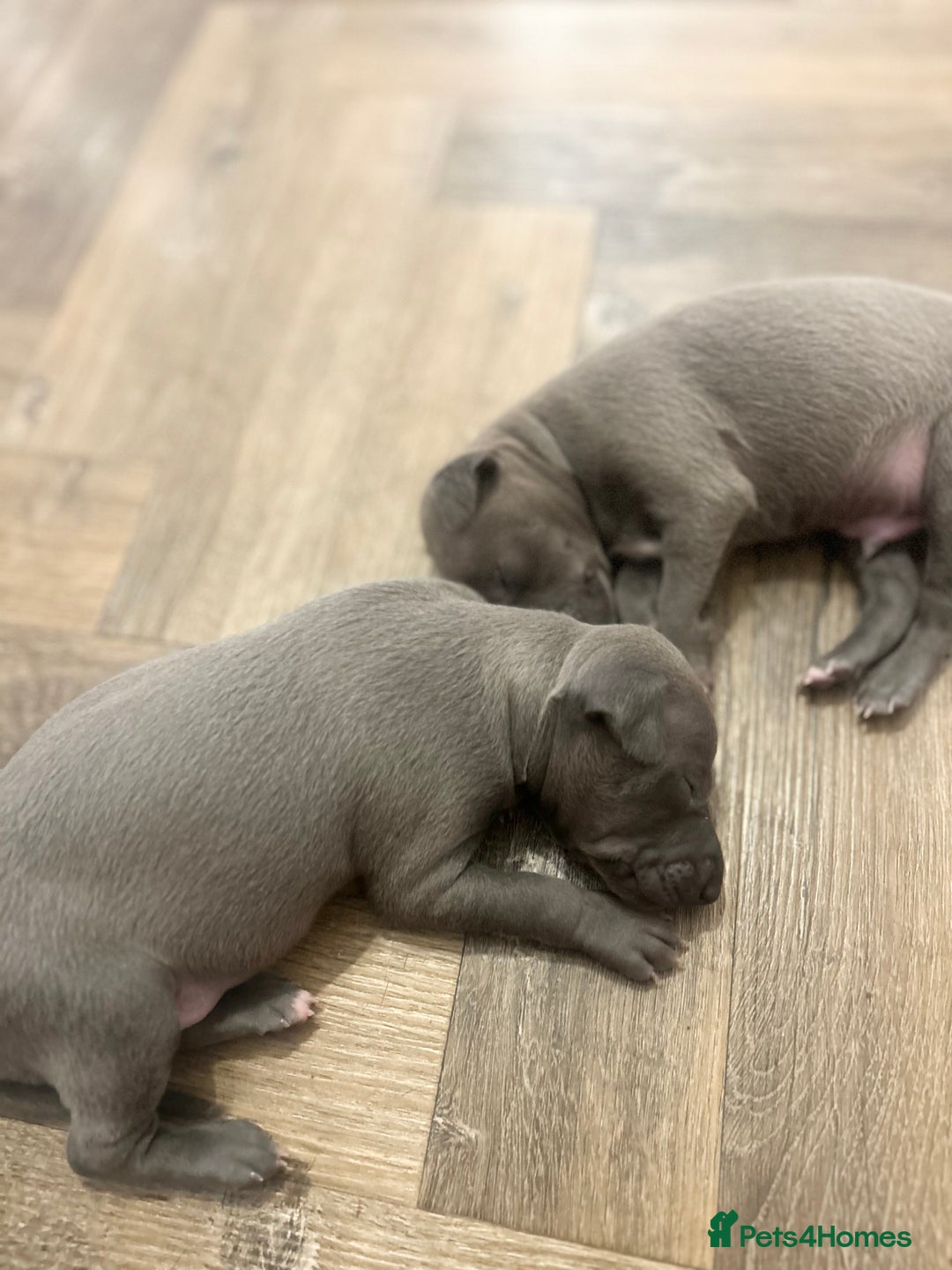 Italian Greyhound dogs for sale: 🐾Exceptional litter of KC Italian Greyhounds 🐾 - Advert 27