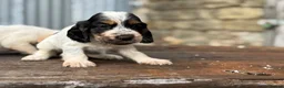 Cocker Spaniel dogs for sale: Stunning health tests show cockers  - Advert 2
