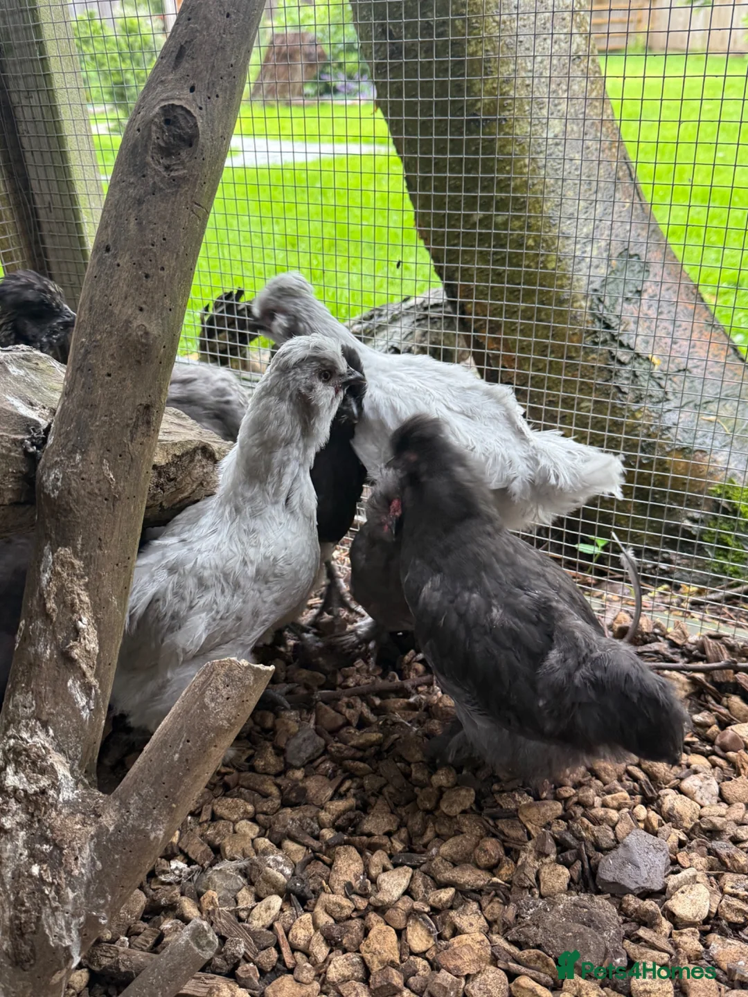Chickens poultry for sale: Cockerels For Sale  - Advert 1