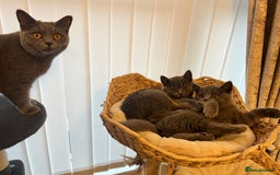 British Shorthair cats for sale: British shorthair kittens  - Image 1