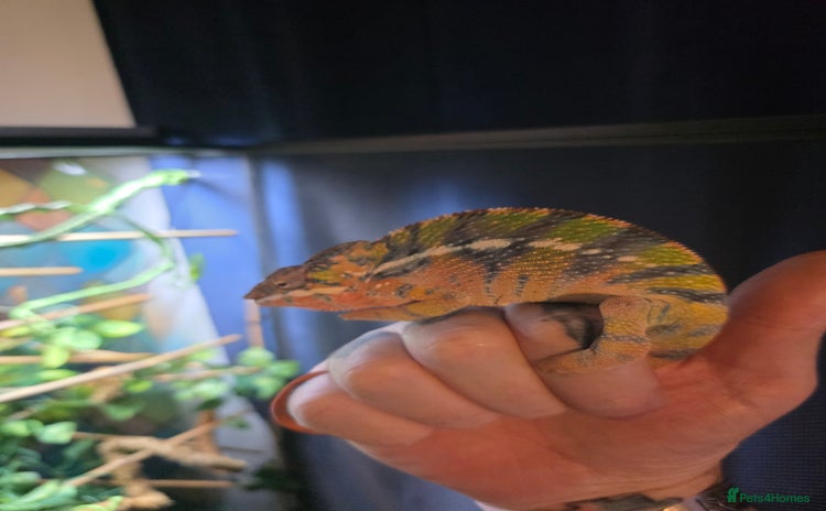 Chameleon reptiles Panther chameleon with full setup  - Advert 1
