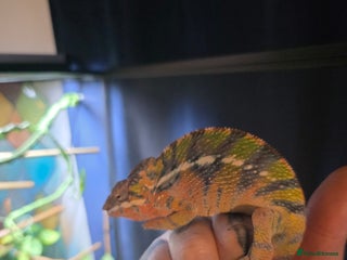 Chameleon reptiles for sale: Panther chameleon with full setup - Advert 1