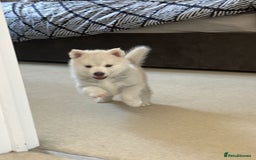Pomsky dogs for sale: Vergil - Image 2