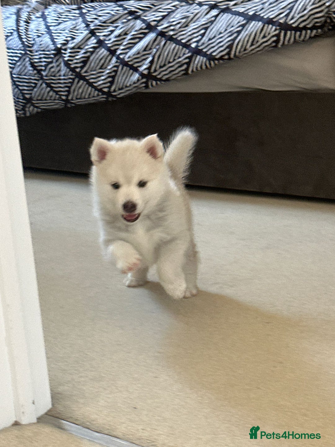 Pomsky dogs for sale: Vergil - Image 2