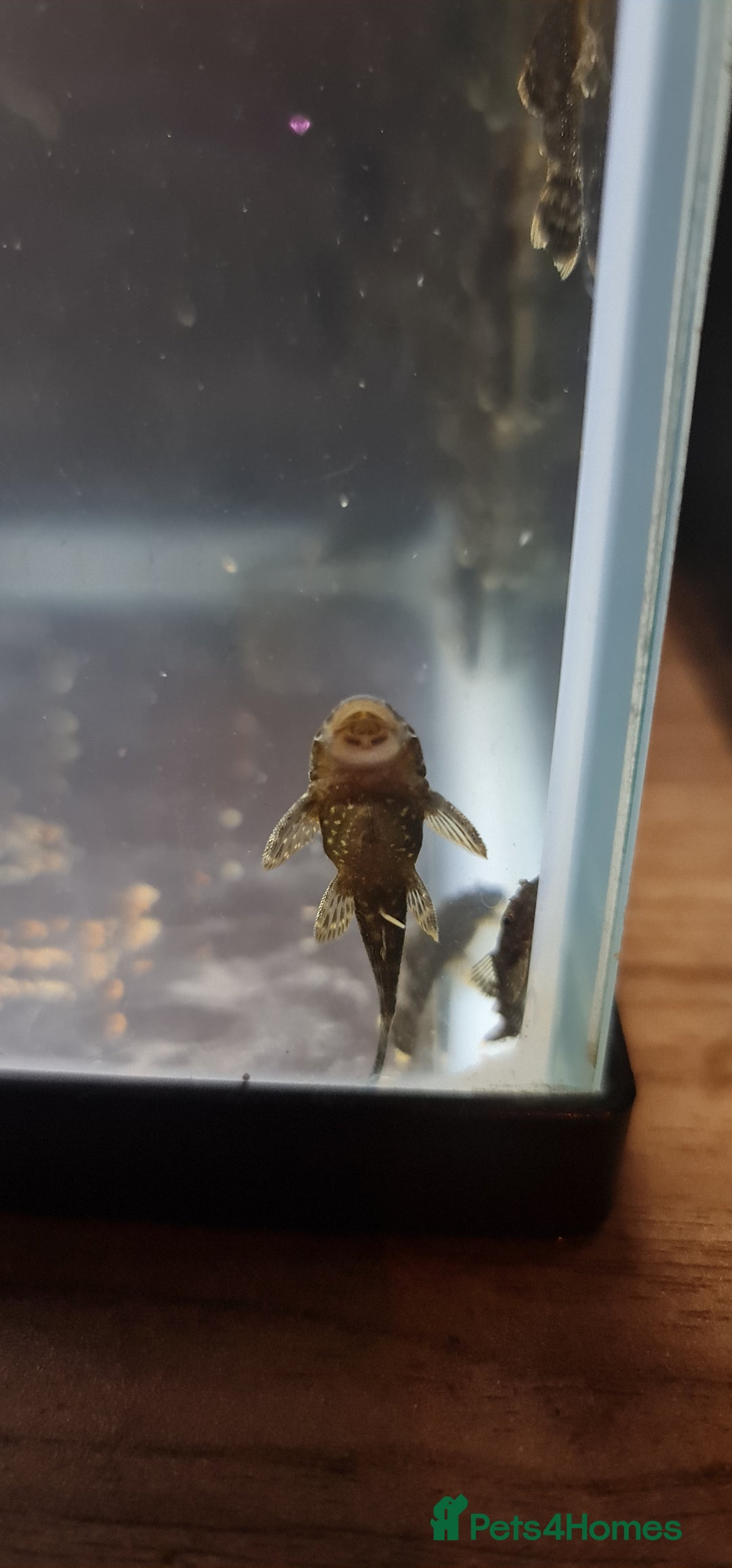Plecos fish for sale: Baby bristlenose plecos  - Advert 3