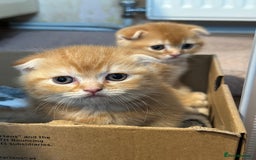 Scottish Fold cats for sale: Golden Scottish fold kittens - Image 5