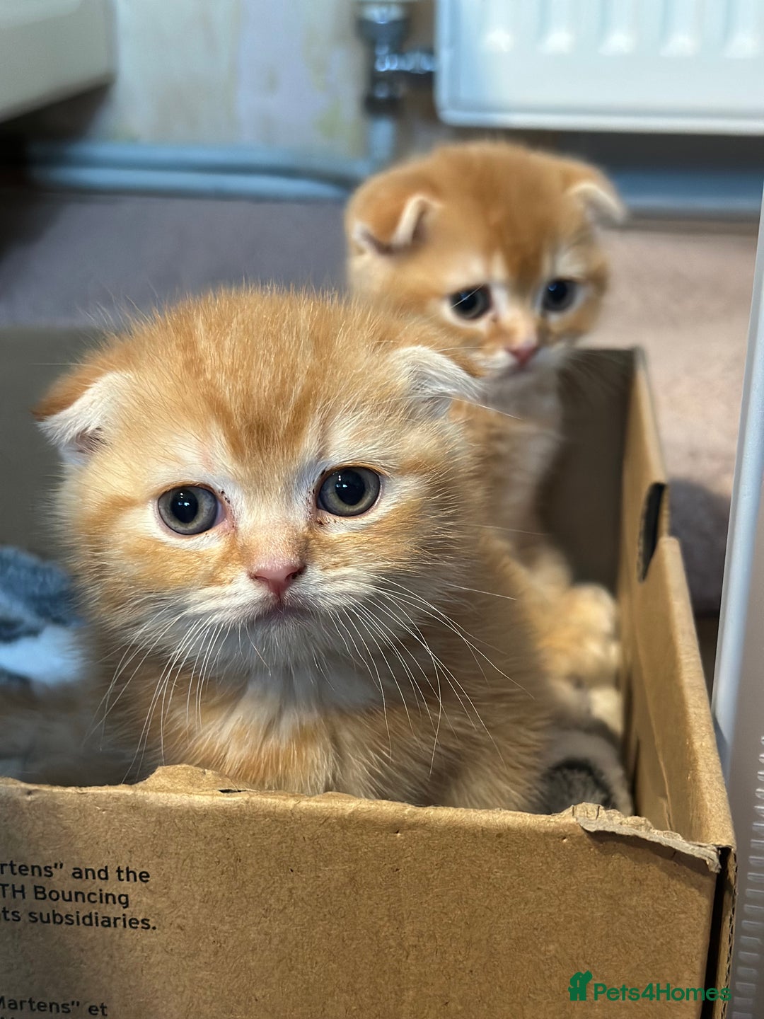 Scottish Fold cats for sale: Golden Scottish fold kittens - Image 5