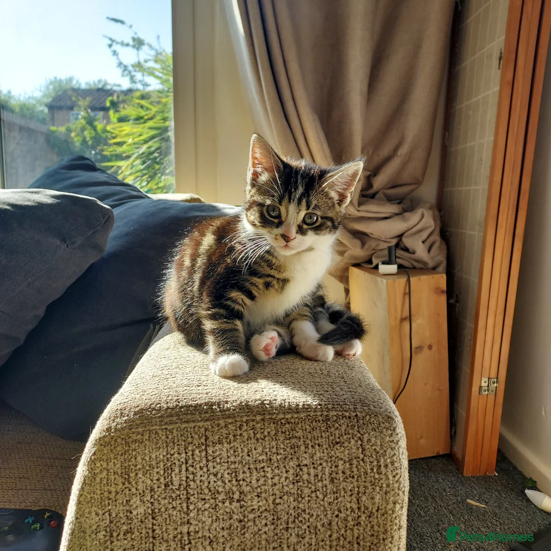 Mixed Breed cats for sale: Kitten beautiful colours =D - Advert 1