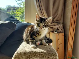 Mixed Breed cats Kitten beautiful colours =D - Advert 7