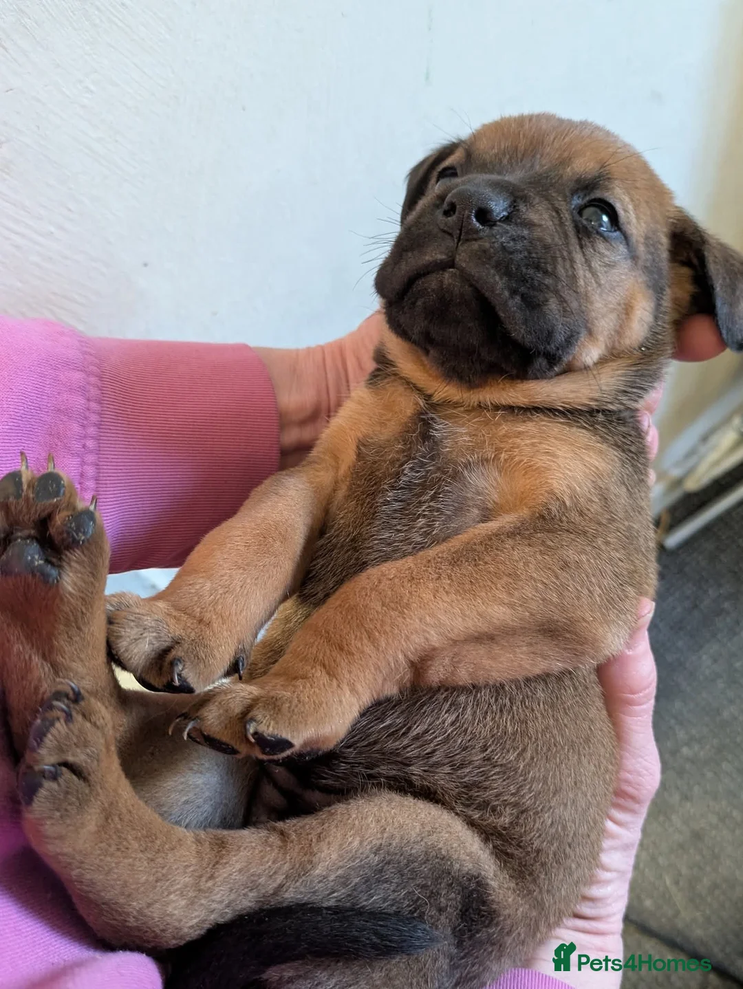 Mixed Breed dogs for sale: Rott de Bordeaux  - Advert 4