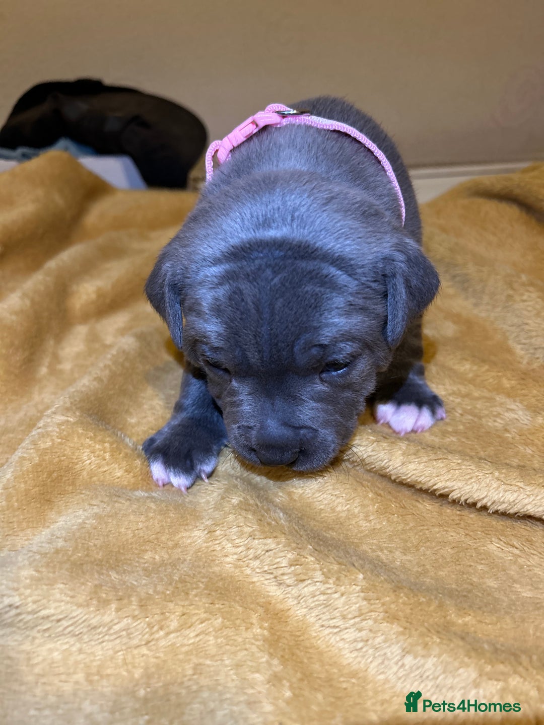 Staffordshire Bull Terrier dogs for sale: Blue Staffordshire bull terrier’s  - Advert 11