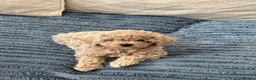 Maltipoo dogs for sale: 🐶 Beautiful Maltipoo Boys Available 🐶 - Advert 23