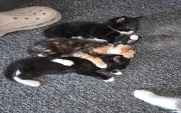 Domestic Shorthair cats for sale: Black and white male - Image 2