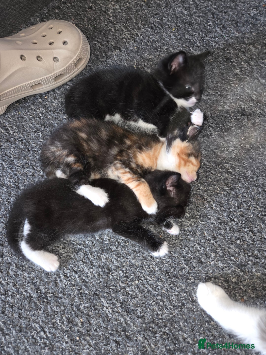 Domestic Shorthair cats for sale: Black and white male - Image 2