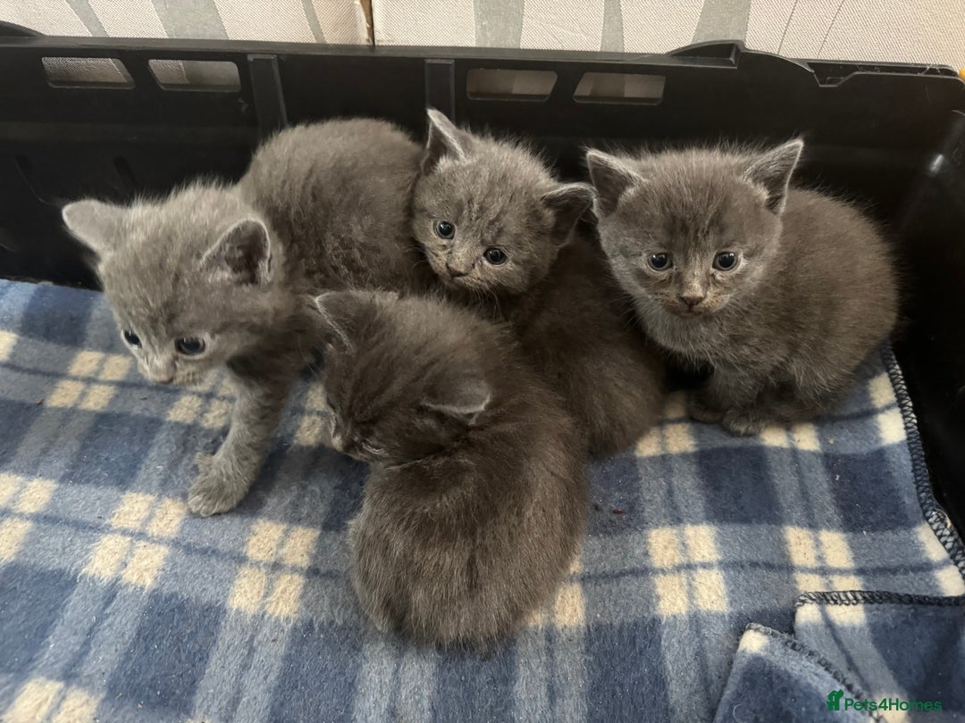 British Shorthair cats for sale: Gorgeous British Blue Shorthair X Kittens for sale in Brentwood - Image 7