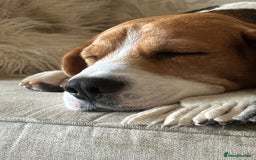 Beagle dogs for stud: Pure beagle for stud  in Warwick - Image 13