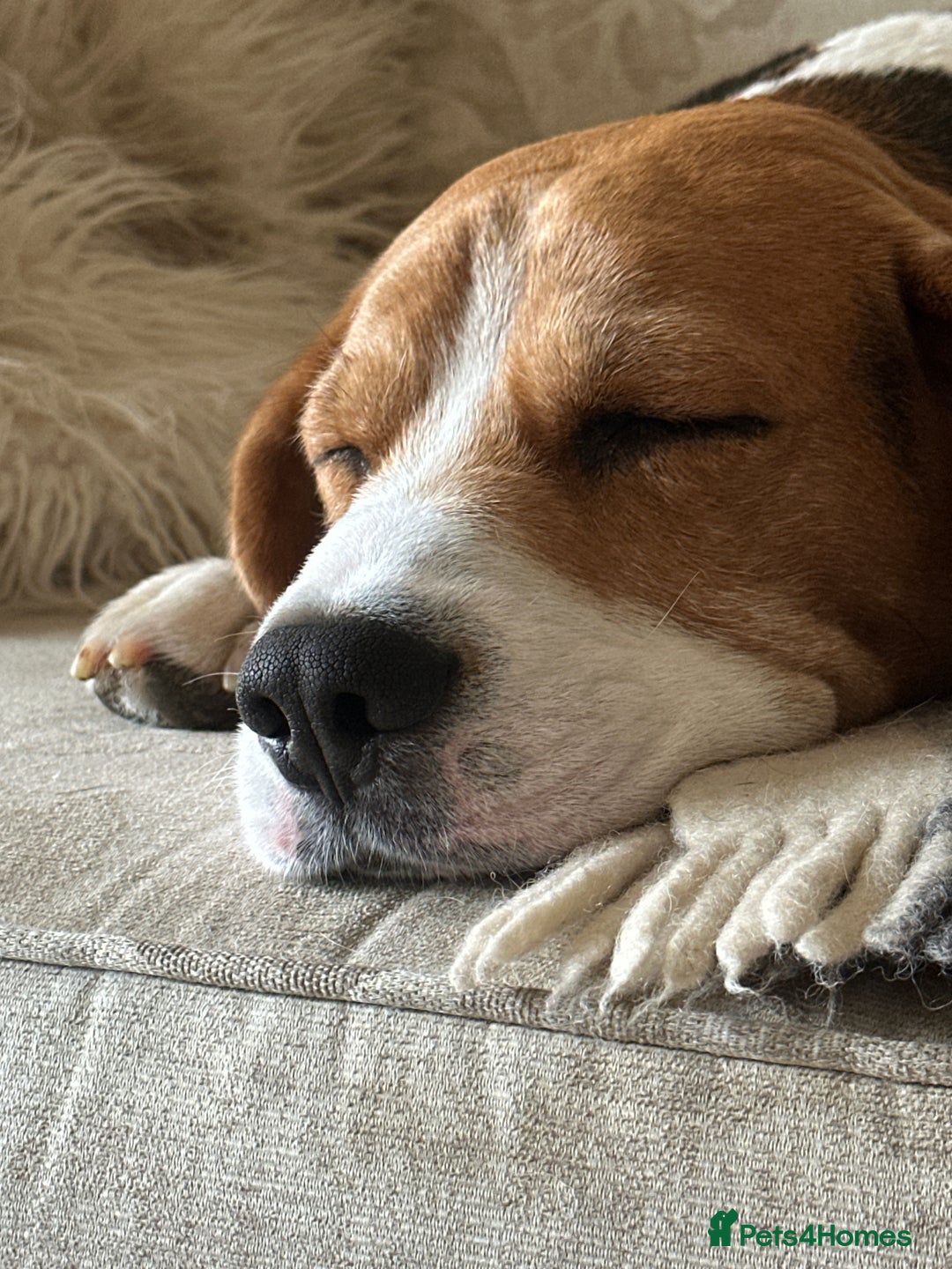 Beagle dogs for stud: Pure beagle for stud  in Warwick - Image 13
