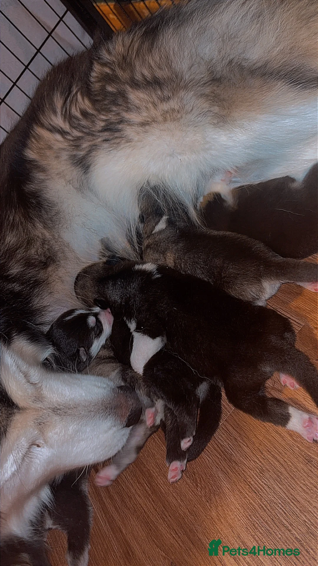 Utonagan dogs for sale: Alaskan malamute x husky - Advert 2