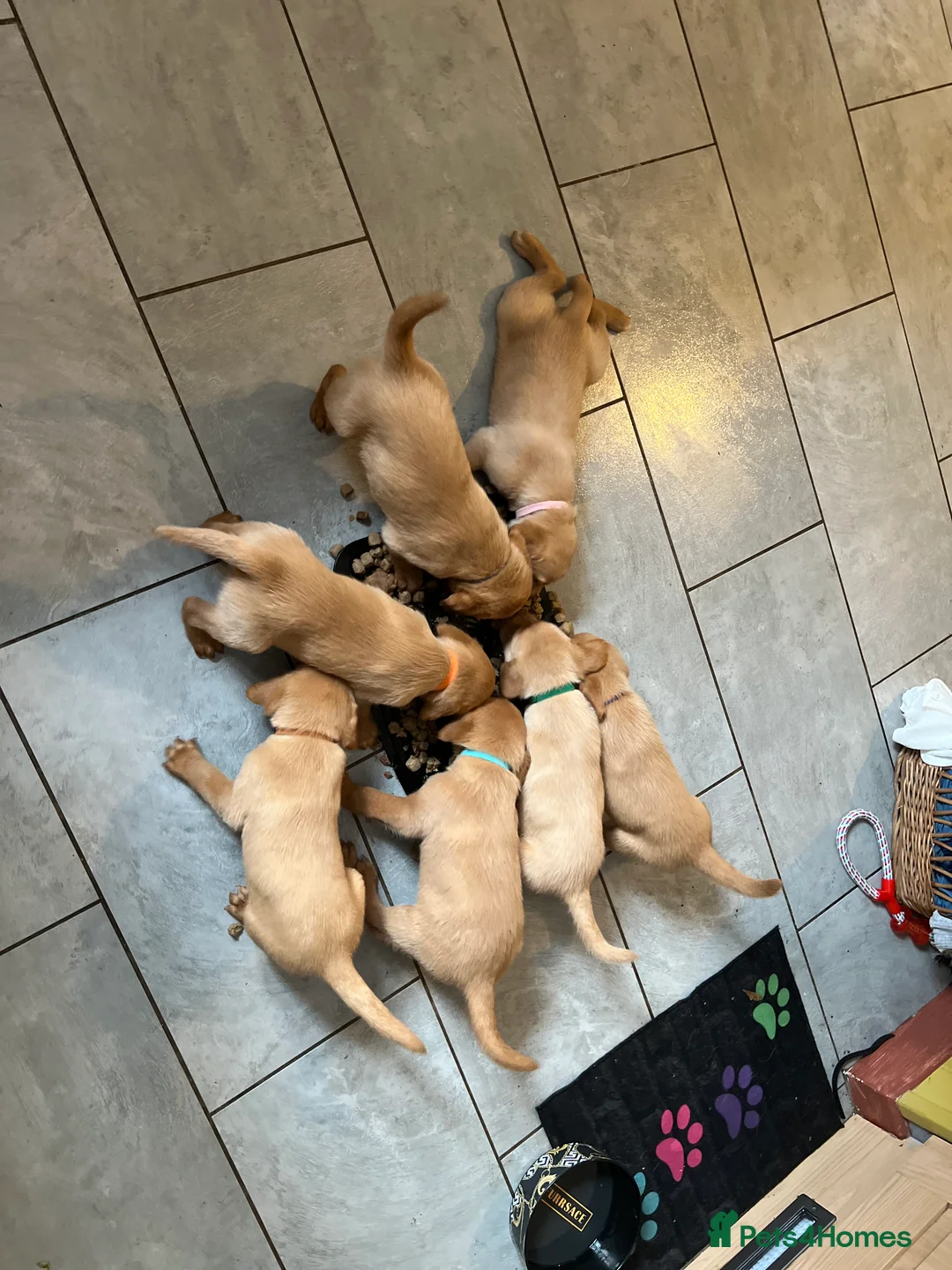 Labrador Retriever dogs for sale: Only one left KC Fox Red Labrador Puppies - Advert 9