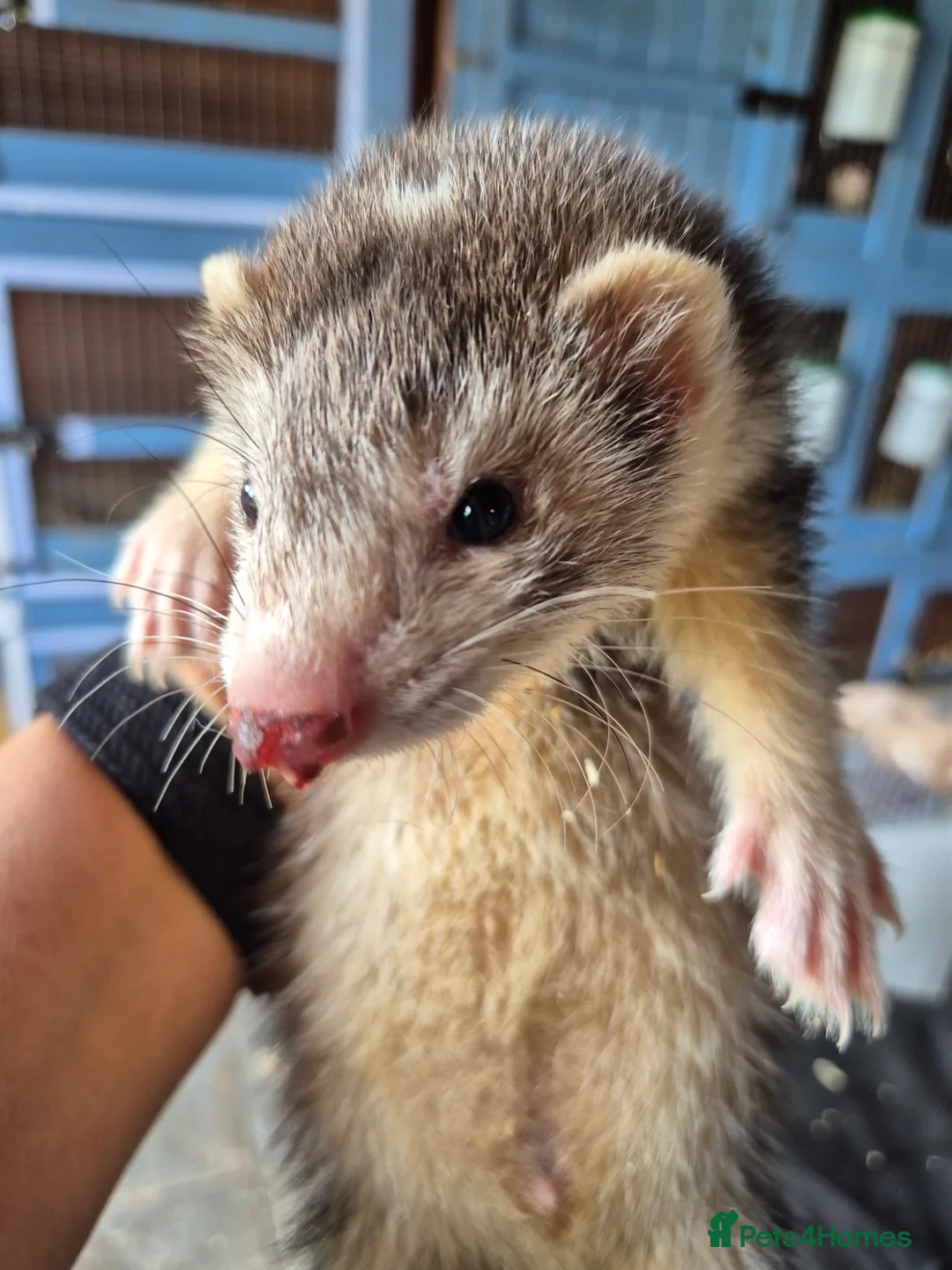 Ferret rodents for sale: Semi Angora Dark Silver Mitted - Advert 10