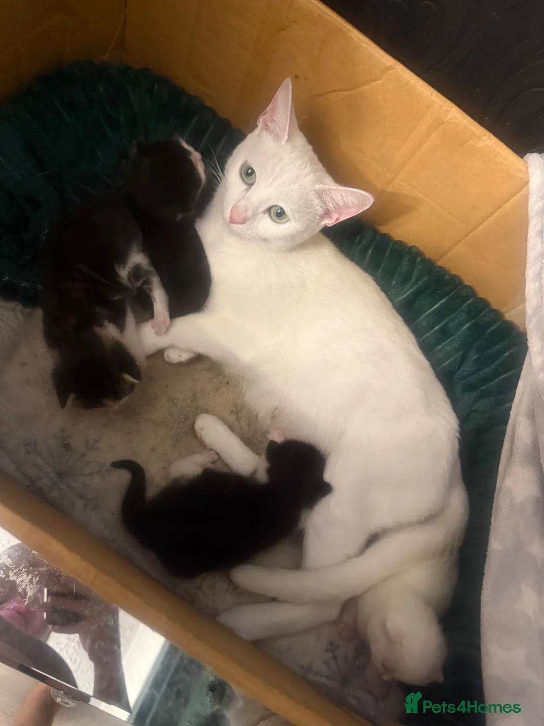 Mixed Breed cats for sale: khao manee Cross kittens  - Advert 1