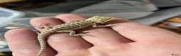 Bearded Dragon reptiles for sale: Bearded dragons  in Dover - Advert 2