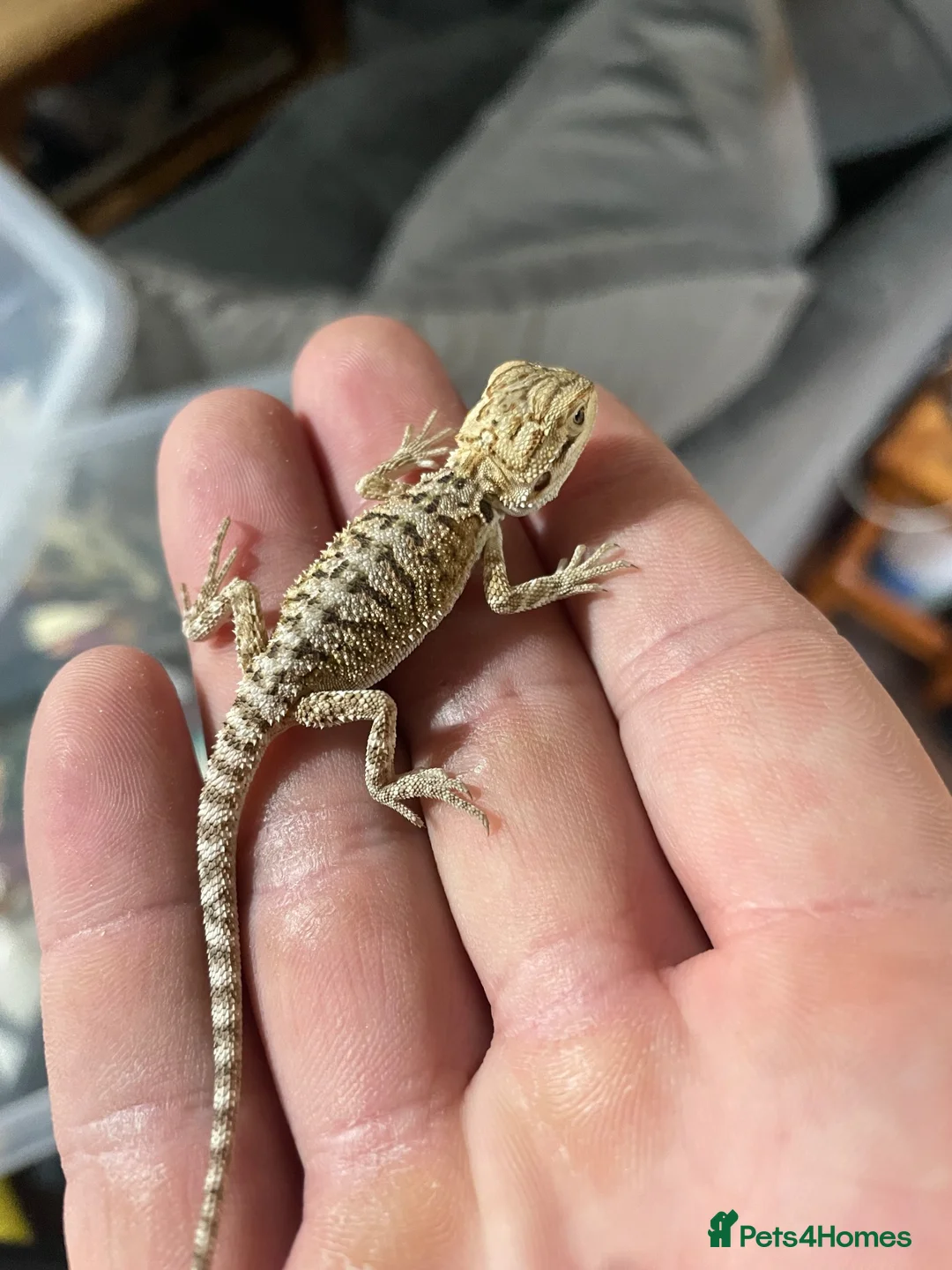 Bearded Dragon reptiles for sale: Bearded dragons  in Dover - Advert 2