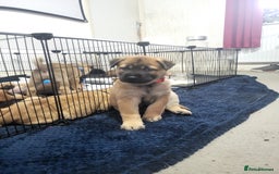 Mixed Breed dogs for sale: Belgian Malinois X Shar-pei puppies  - Advert 19