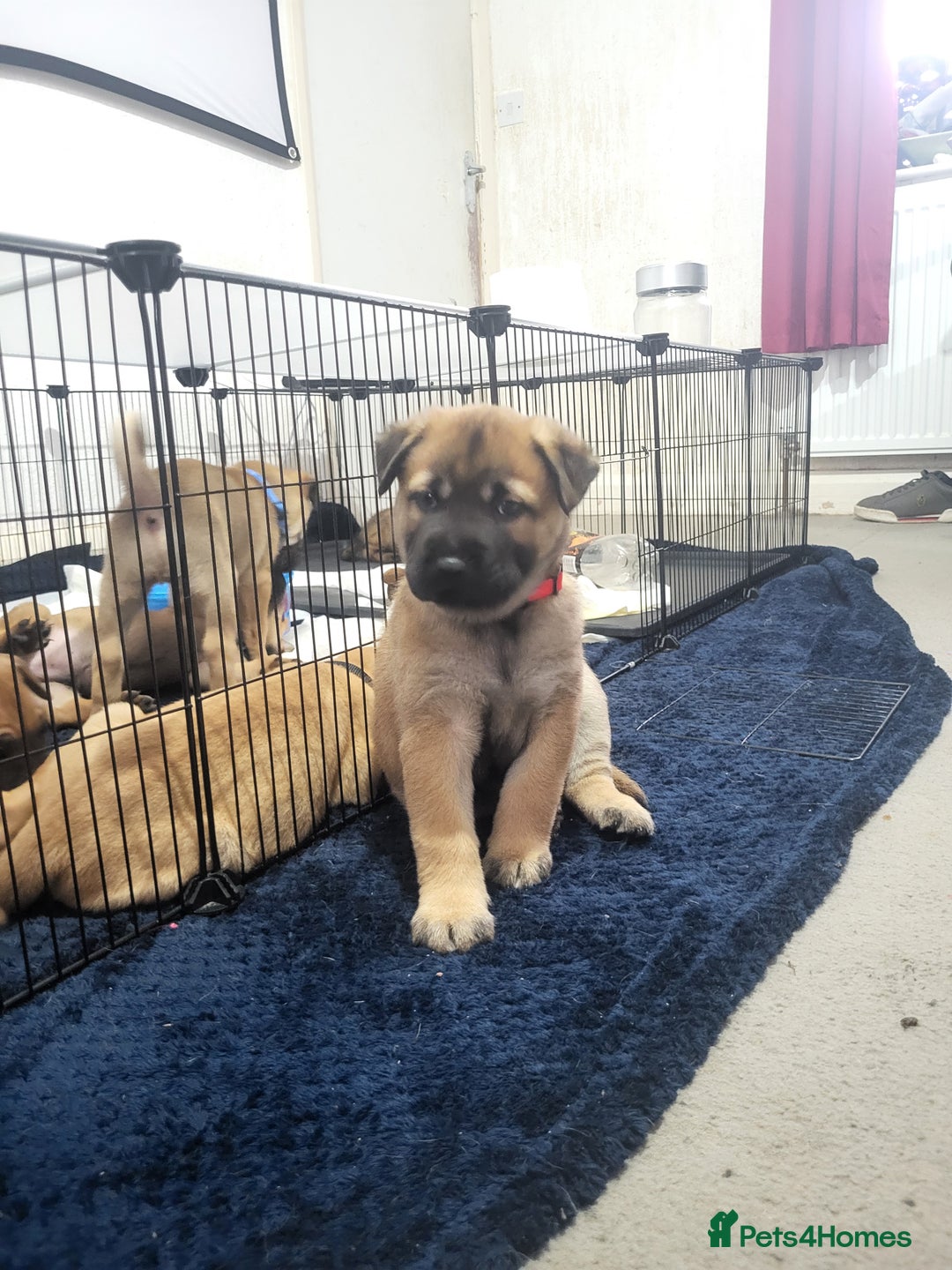 Mixed Breed dogs for sale: Belgian Malinois X Shar-pei puppies  - Advert 19