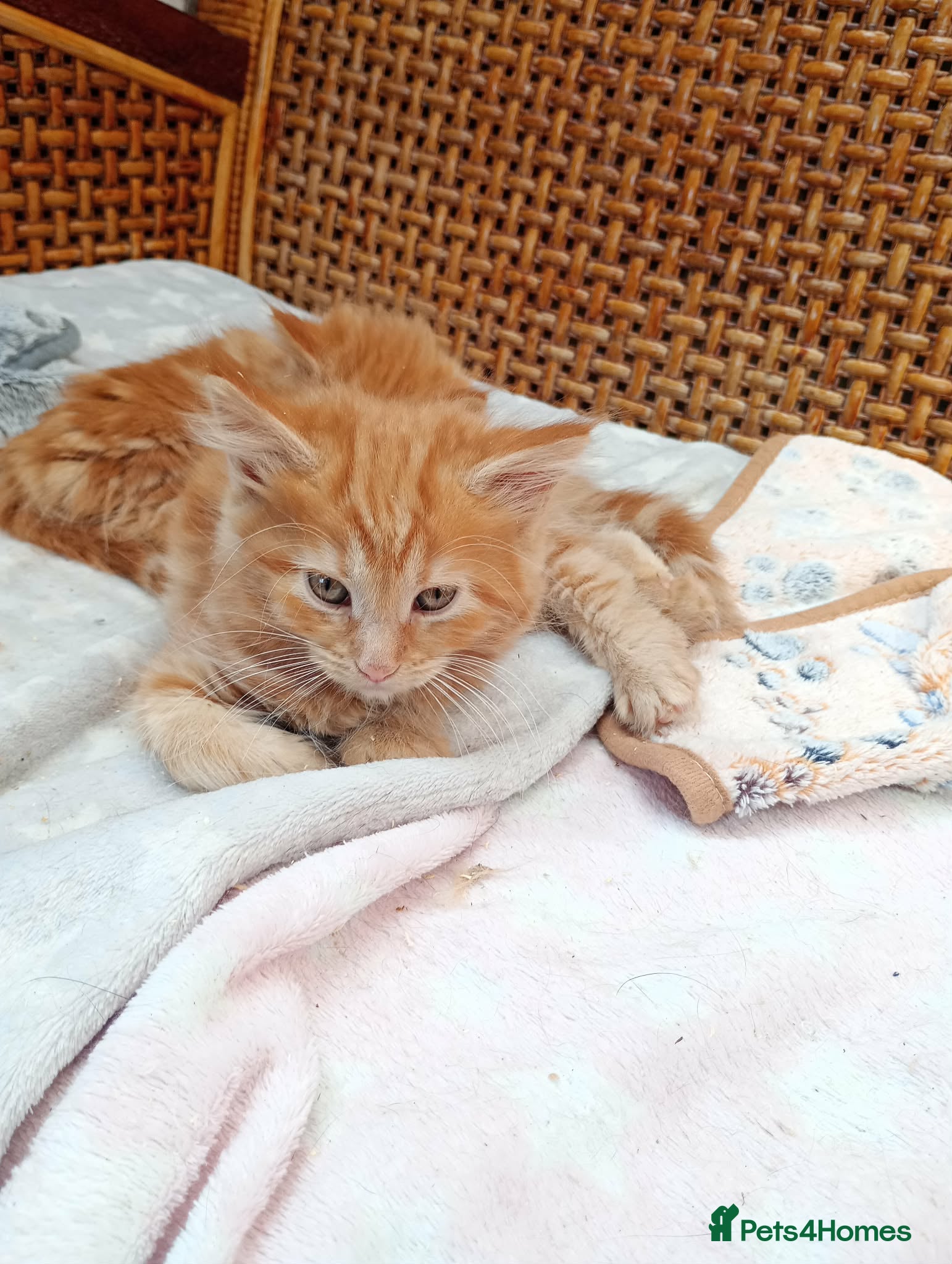 Maine Coon cats Maine coon  xxx - Advert 4