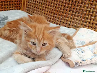 Maine Coon cats Maine coon xxx - Advert 4