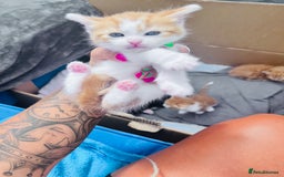 British Shorthair cats for sale:  8-Week-Old Kittens Ready for Loving Homes 🐾 - Image 17