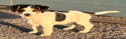 Jack Russell dogs for sale: Traditional short-legged Jack Russell puppies. - Advert 13