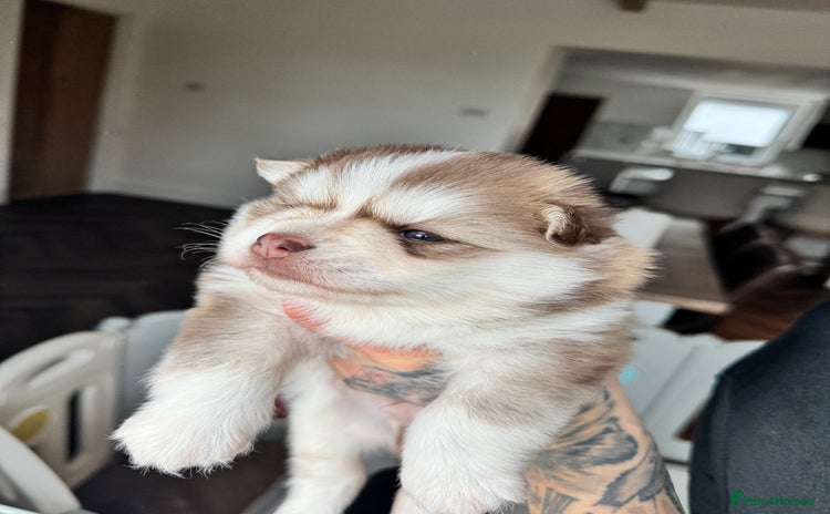 Pomsky dogs - Advert 8