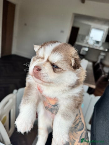 Pomsky dogs - Advert 8