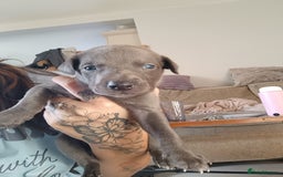 Whippet dogs for sale: Whippet  - Image 7