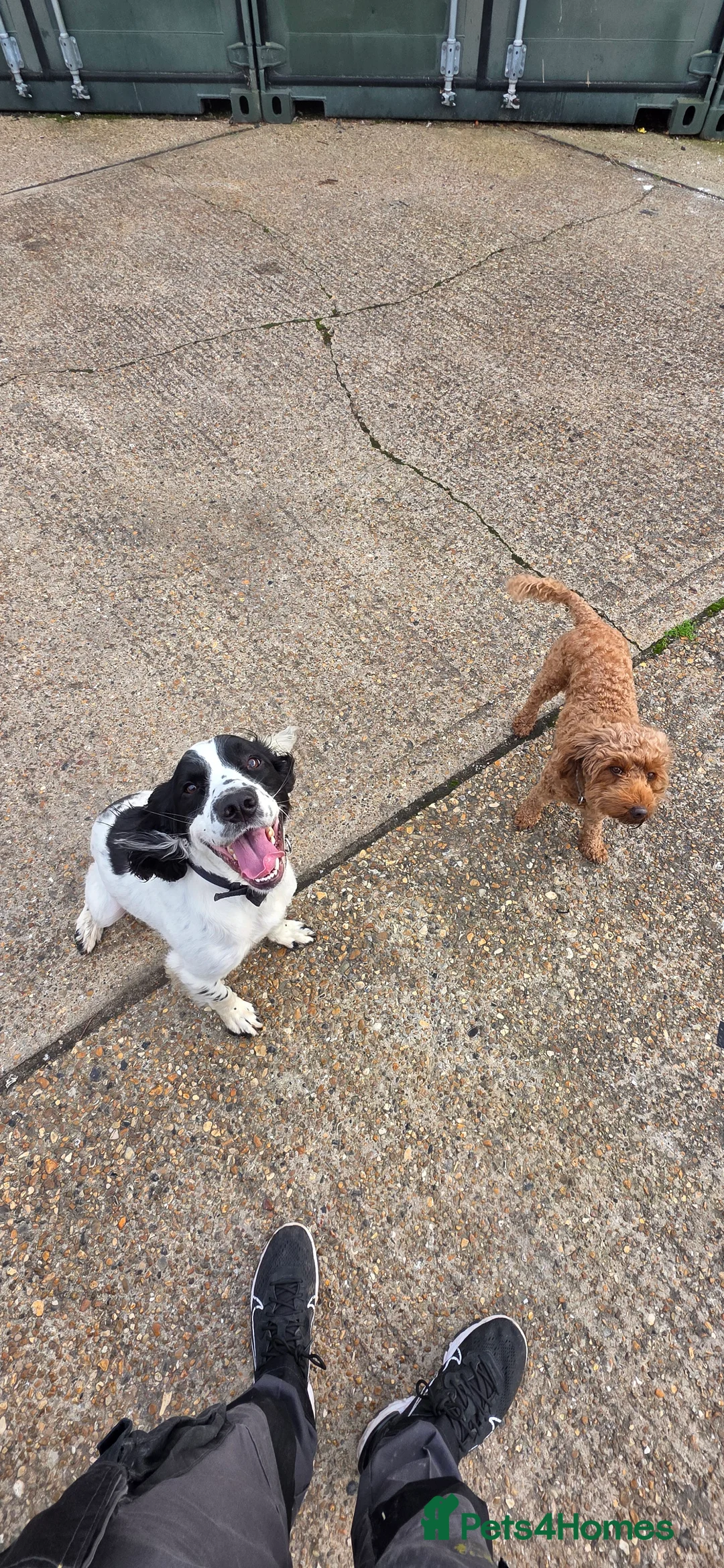 English Springer Spaniel dogs for sale: MEET ARLO (English Springer) 2 years old - Advert 12