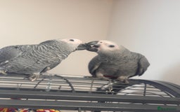 Parrots birds for sale: 12w Hand reared Congo African grey parrot babies  - Advert 1