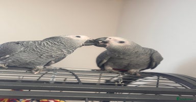 Parrots birds 12w Handreared Congo African grey parrot babies  - Advert 5