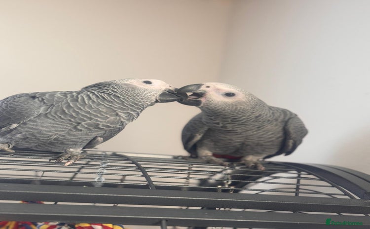 Parrots birds 12w Hand reared Congo African grey parrot babies  - Advert 6
