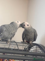Parrots birds 12w Handreared Congo African grey parrot babies - Advert 4