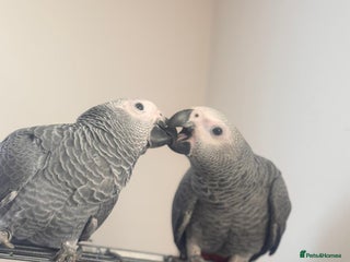 Parrots birds for sale: 12w Hand reared Congo African grey parrot babies - Advert 1