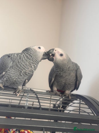 Parrots birds 12w Hand reared Congo African grey parrot babies - Advert 1