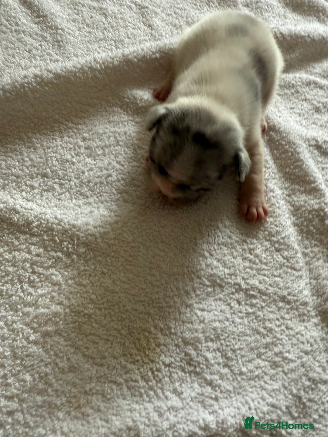 French Bulldog dogs for sale: French Bulldog Puppies 3 Male 4 Female  - Image 31